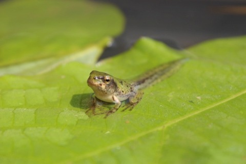 カエル