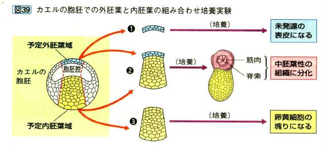 バイオハックch