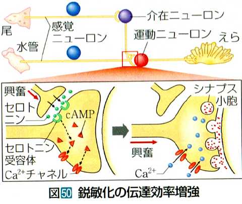 鋭敏化