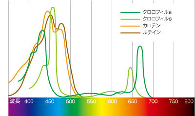 吸収スペクタクル