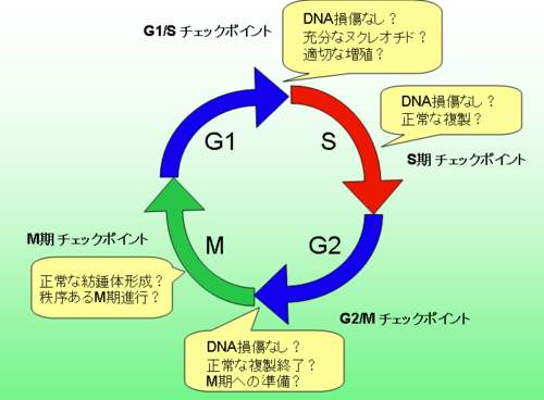 細胞周期チェックポイント