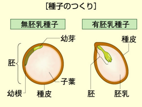 有胚乳種子