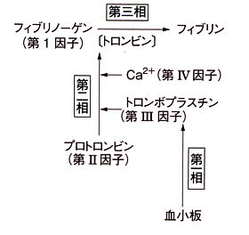 血液凝固