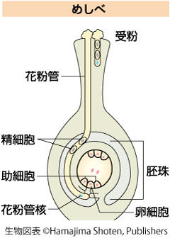 胚珠