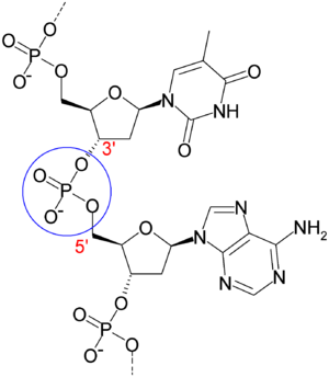 DNA