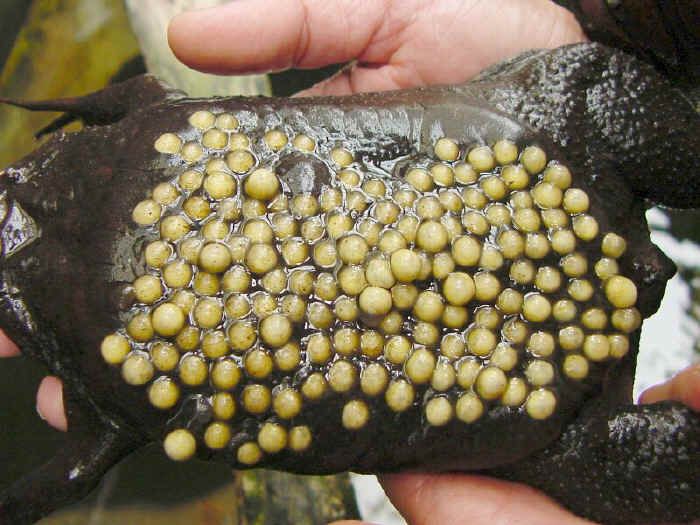 閲覧注意 背中で卵を育てるカエル ピパピパ コモリガエル バイオハックch