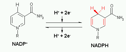 NADP_reaction