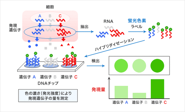 DNAマイクロアレイ