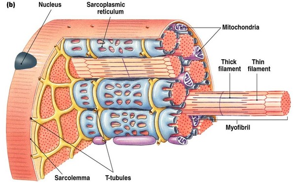 筋小胞体