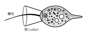 襟細胞