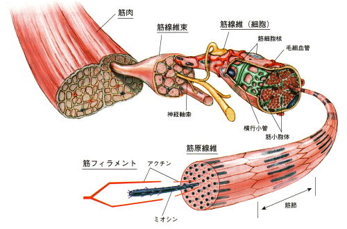 筋肉