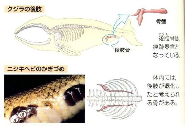 くじら