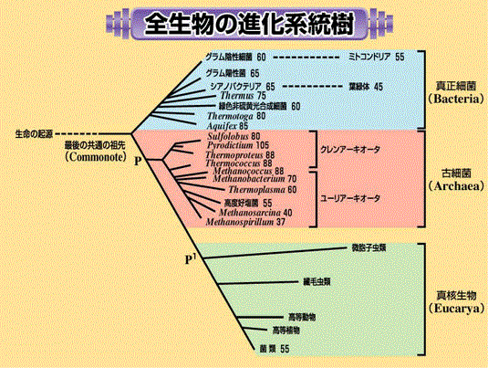 ドメイン