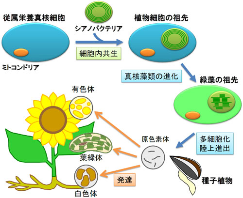 原色素体