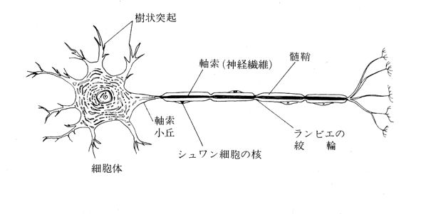 nyuron