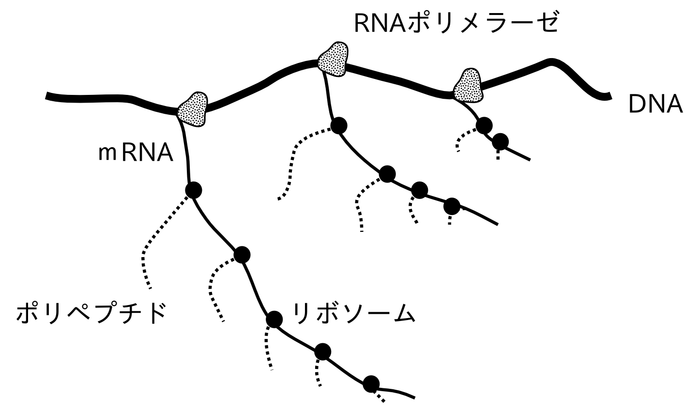 原核生物