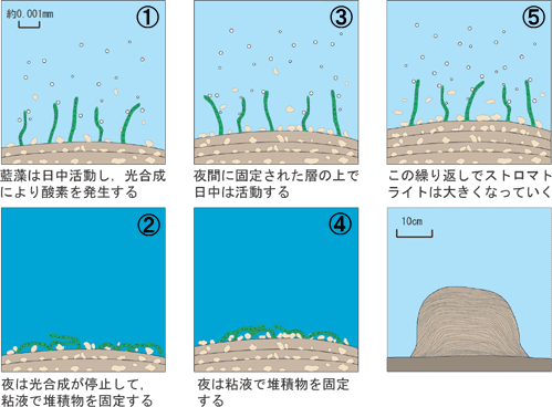 ストロマトライト