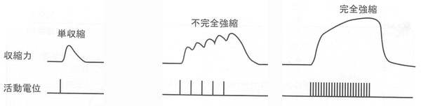 強縮