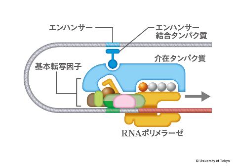 基本転写因子