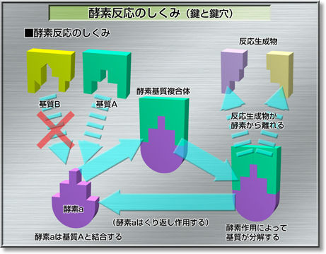 酵素基質複合体