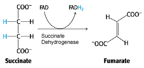 コハク酸脱水素酵素