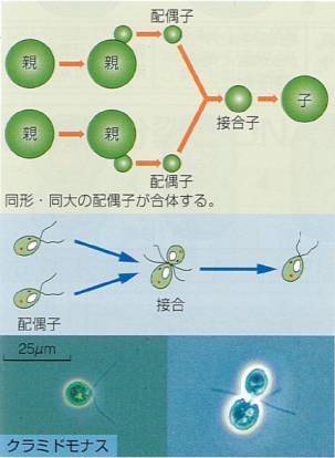 同形配偶子