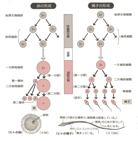 配偶子形成