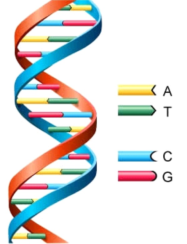 DNA1
