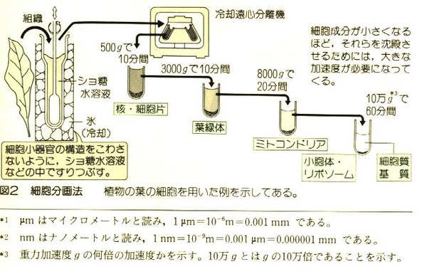 細胞分画法