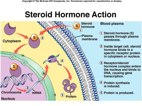 ステロイドホルモン