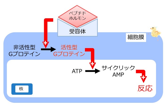 セカンドメッセンジャー