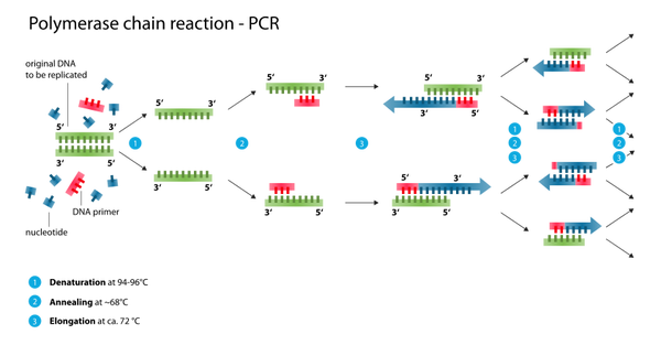 PCR