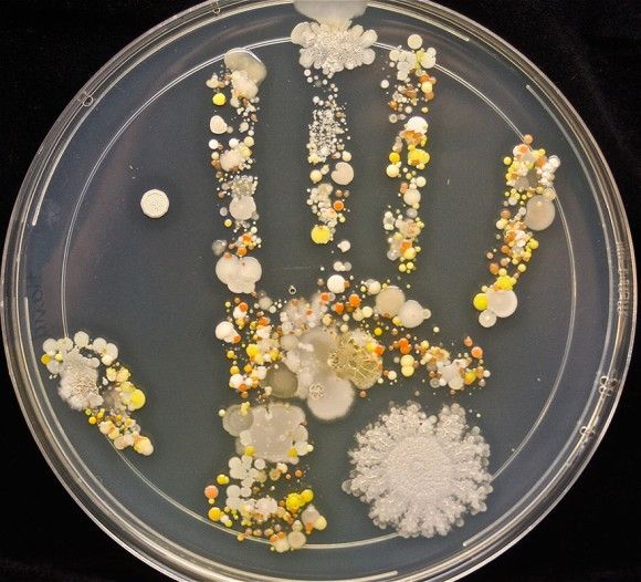 手細菌