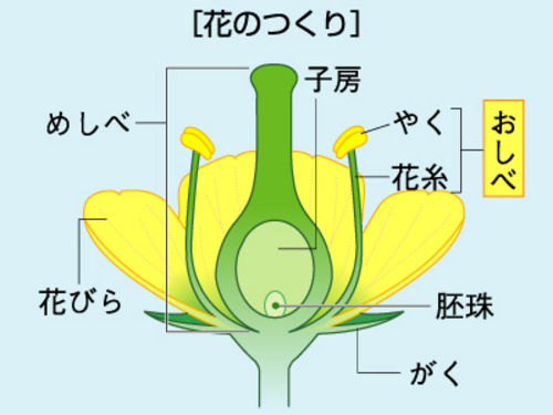 おしべ