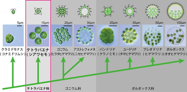 多細胞生物