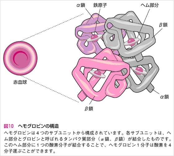 hemogurobin