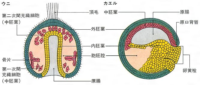 三胚葉