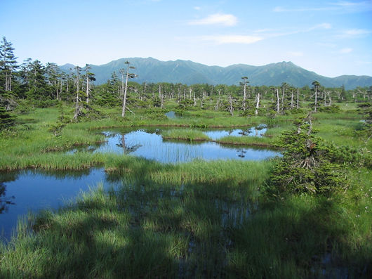 湿原