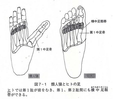 拇指対向性