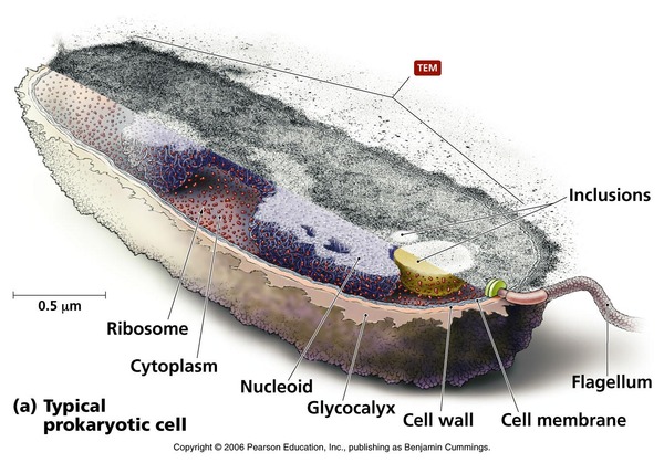 prokaryote2