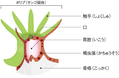 サンゴ