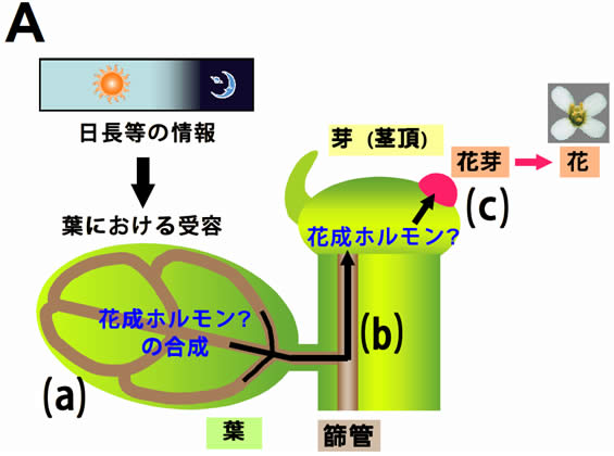 フロリゲン