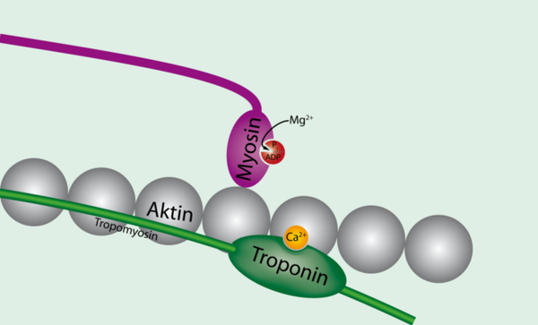 Tropomyosin_unbound_to_actin