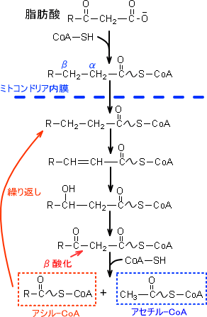 アシル基転移酵素