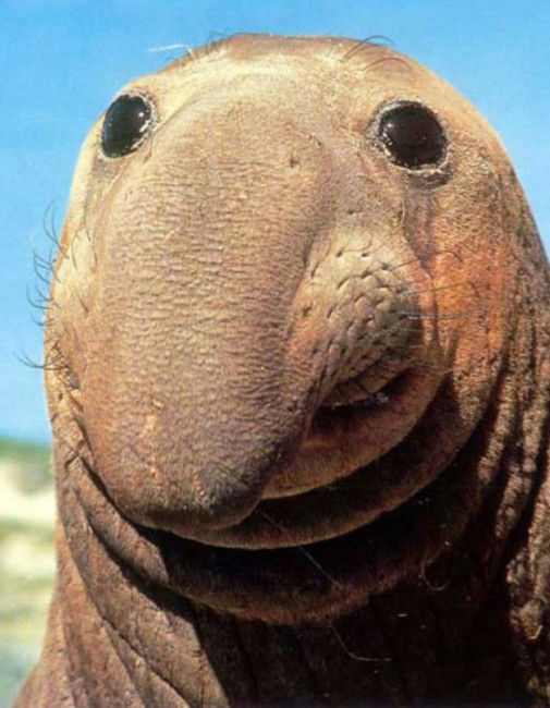 happy-elephant-seal-big-nose