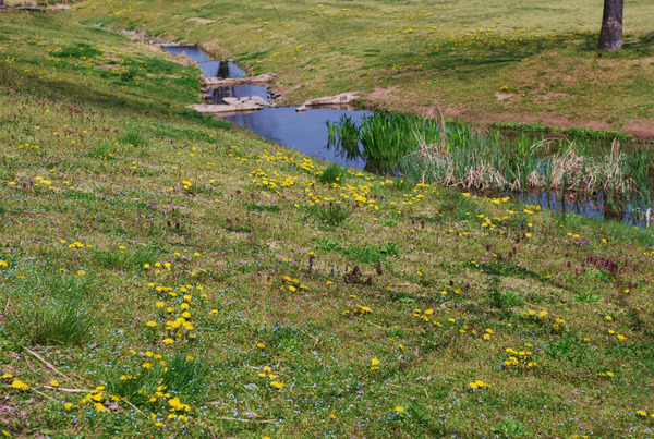 tanpopo