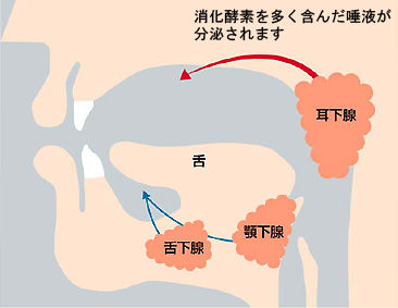 唾液