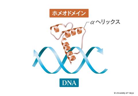 ホメオドメイン