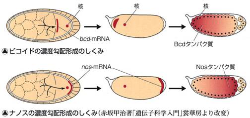 ティック 遺伝子 ホメオ