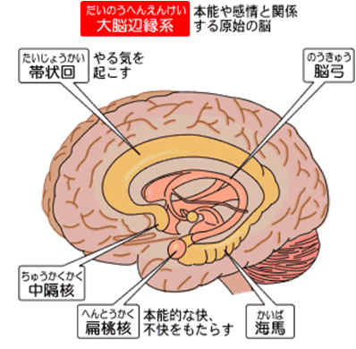 大脳辺縁